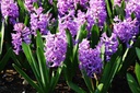 Hyacinth Splendid Cornelia - ORG