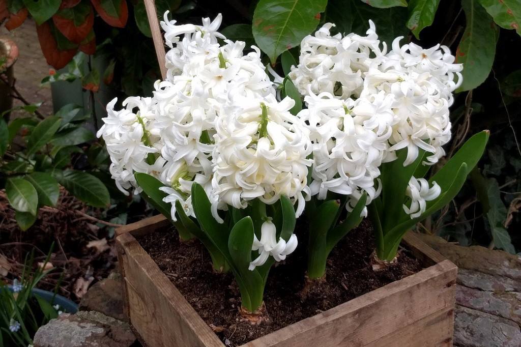 Hyacinthus White Pearl - ORG