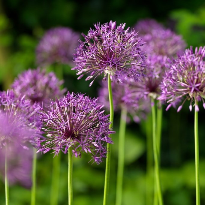 Allium Purple Rain - ORG