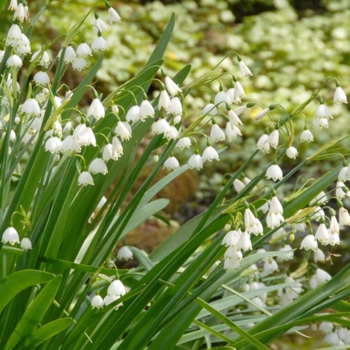 Leucojum Gravetye Giant - Summer Snowflake - ORG