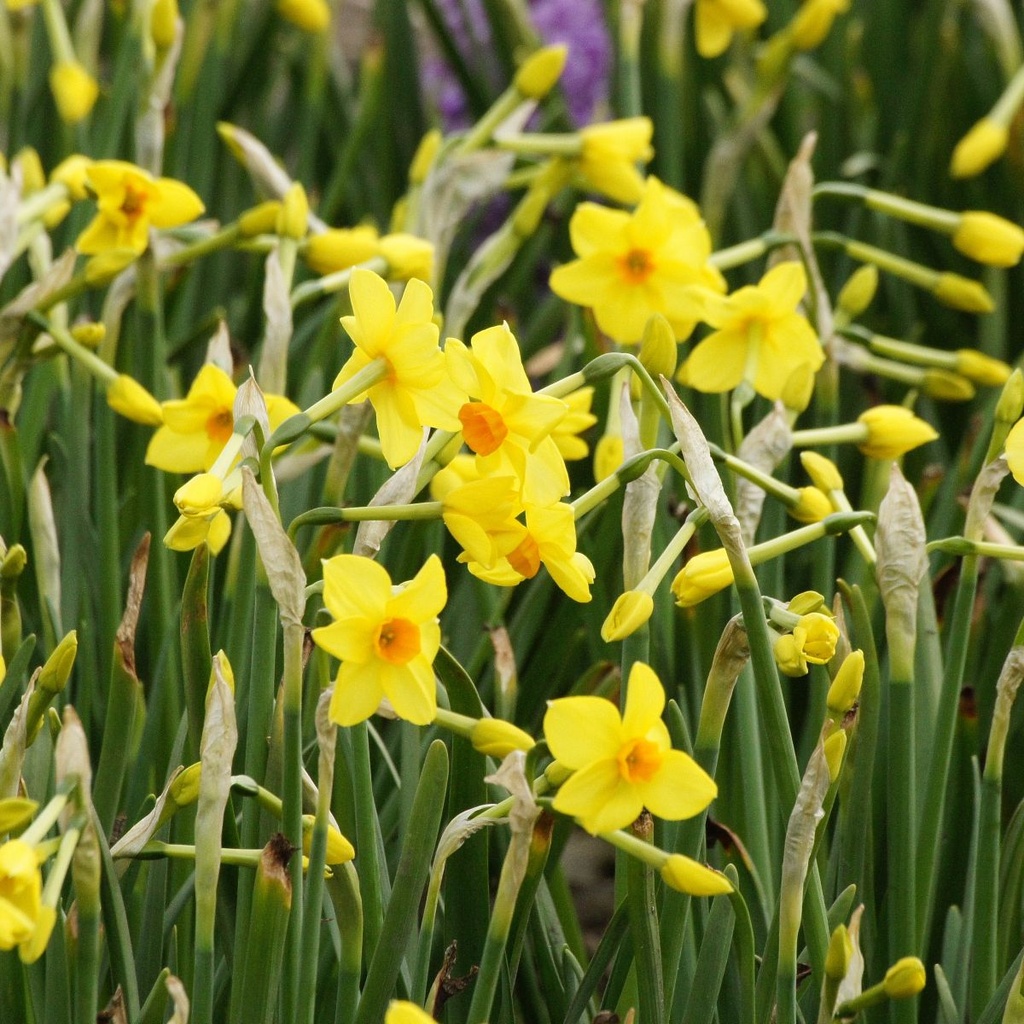 Daffodil - Narcissus Martinette - ORG