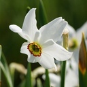 Narcissus Recurvus - ORG