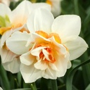 Narcissus Replete - ORG