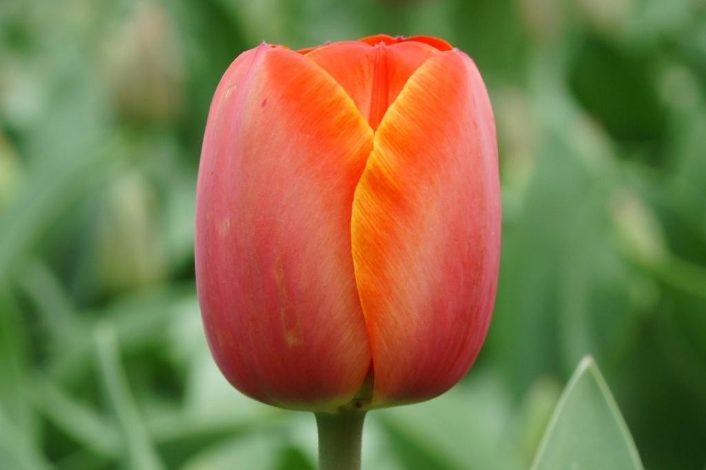 Tulipa Ad Rem - ORG