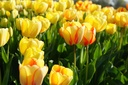 Tulipa Beauty of Spring - ORG
