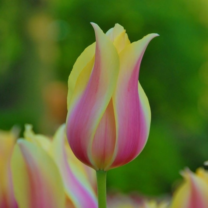 Tulipa Blushing Lady - ORG
