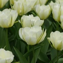 Tulipa Exotic Emperor - ORG