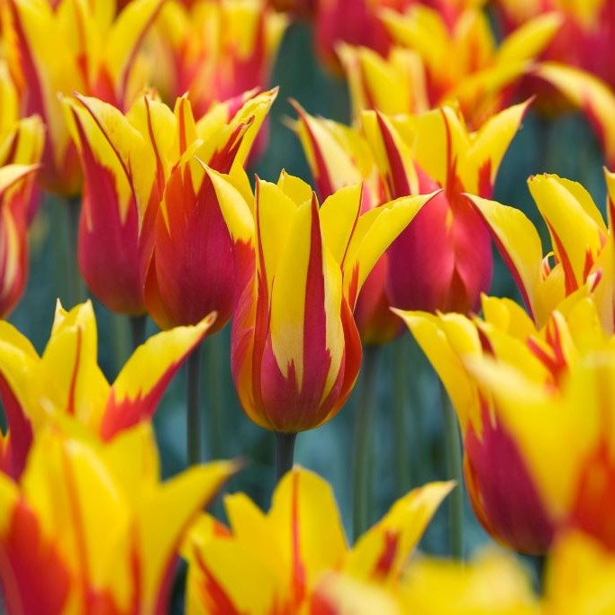 Tulipa Fire Wings - ORG