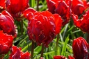 Tulipa Rococo - ORG