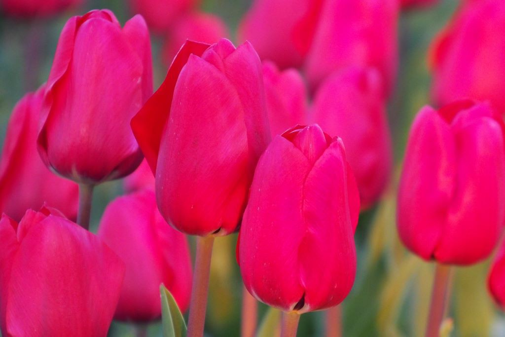 Tulipa Simply Red - ORG