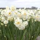 Narcissus Bridal Crown - ORG