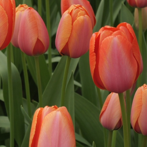 [A1121-7] Tulipa Apricot Impression - ORG (7 bulbs)