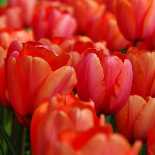[A1121-7] Tulipa Apricot Impression - ORG (7 bulbs)