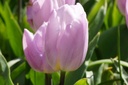 Tulipa Candy Prince - ORG