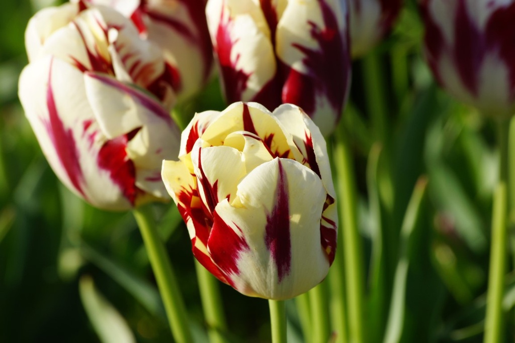 Tulipa Grand Perfection - ORG