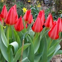 Tulipa Ingens - ORG