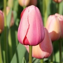 Tulipa Pink Impression - ORG