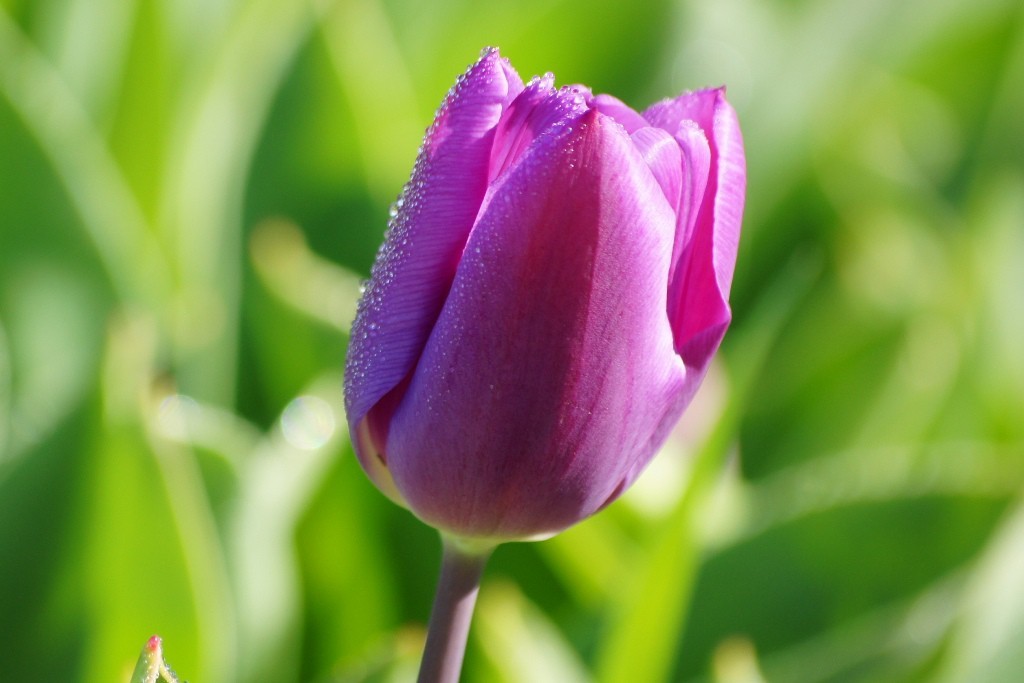 Tulipa Purple Flag - ORG