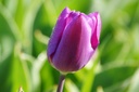 Tulipa Purple Flag - ORG