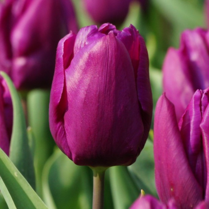 Tulipa Purple Prince - ORG