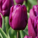 Tulipa Purple Prince - ORG
