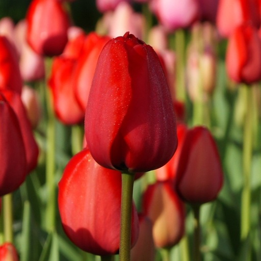 [A1014-7] Tulipa Red Impression - ORG (7 bulbs)