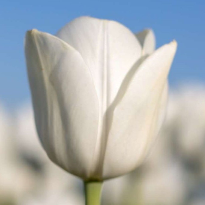 Tulipa Royal Virgin - ORG