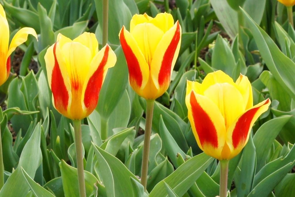 Tulipa Stresa - ORG