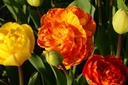 Tulipa Sun Lover - ORG