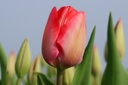 Tulipa Van Eijk - ORG