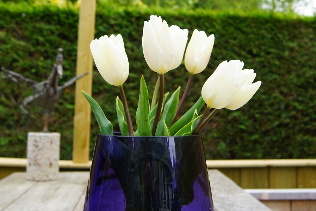 Tulipa White Flag - ORG