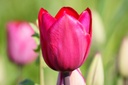Tulipa Roussillon - ORG