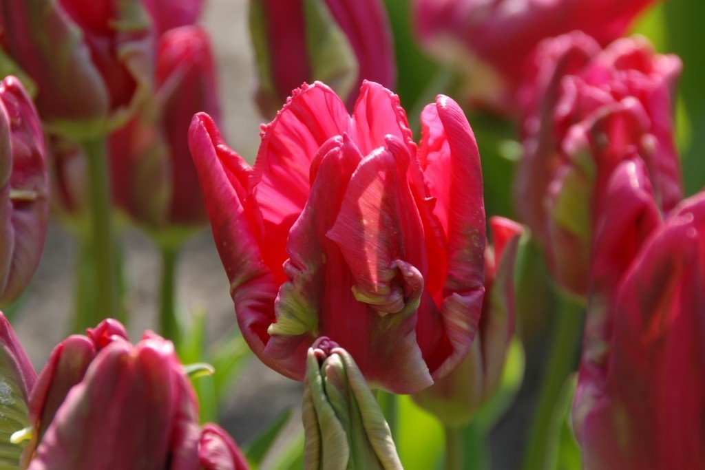 Tulipa Cerise Parrot - ORG
