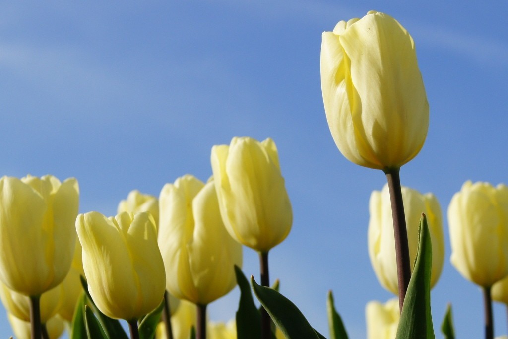 Tulipa Cream Flag - ORG