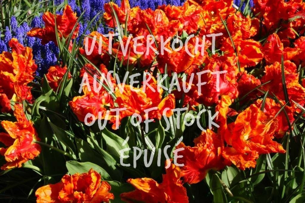 Tulipa Monarch Parrot - ORG