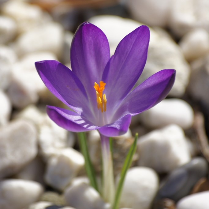 Crocus tommasinianus Ruby Giant - ORG