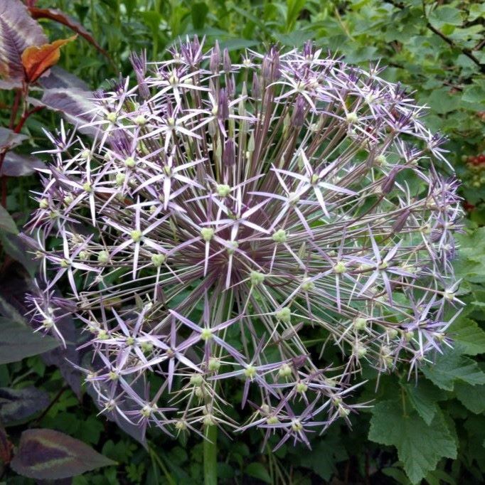 Allium Christophii - Star of Persia - ORG