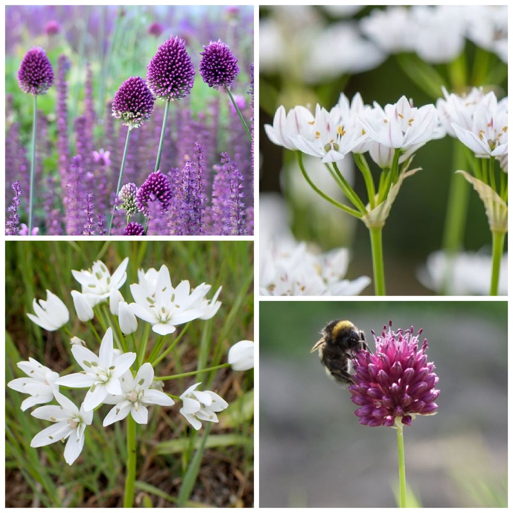 Hot Caramel Bee Banquet - ORG