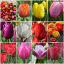 Autumn sale bulbs TULIPS 36 p - ORG