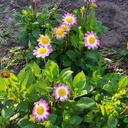 Dahlia Sweetheart - ORG