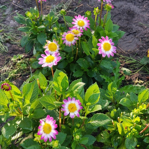 [B1033-1] Dahlia Sweetheart - ORG (1 bulb)