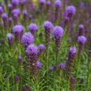 Liatris Spicata - ORG