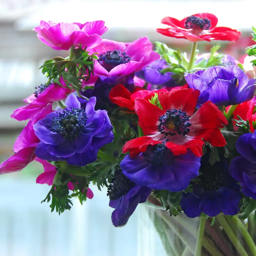 Anemone de Caen - ORG 