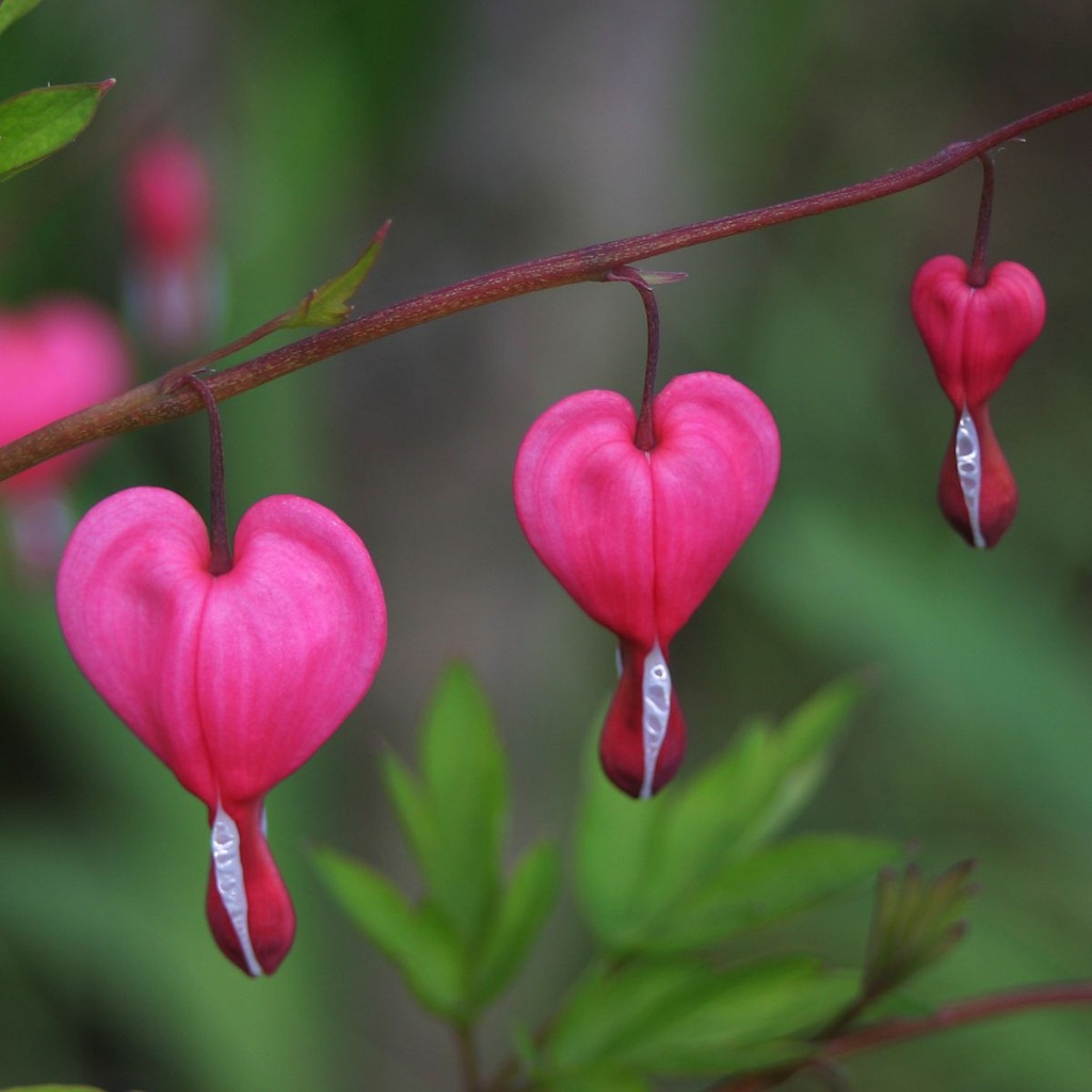 Asian Bleeding Heart - Dicentra Spectabilis - ORG