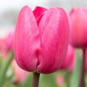 Tulipa Tineke vd Meer - ORG