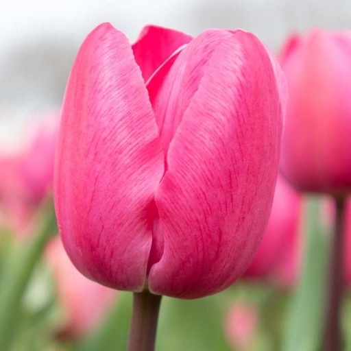 [A1130-7] Tulipa Tineke vd Meer - ORG (7 bulbs)