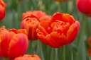Tulipa Icoon - ORG