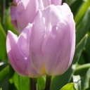 Tulipa Light Pink Prince - ORG
