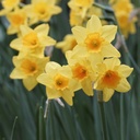 Daffodil - Narcissus Garden Opera - ORG