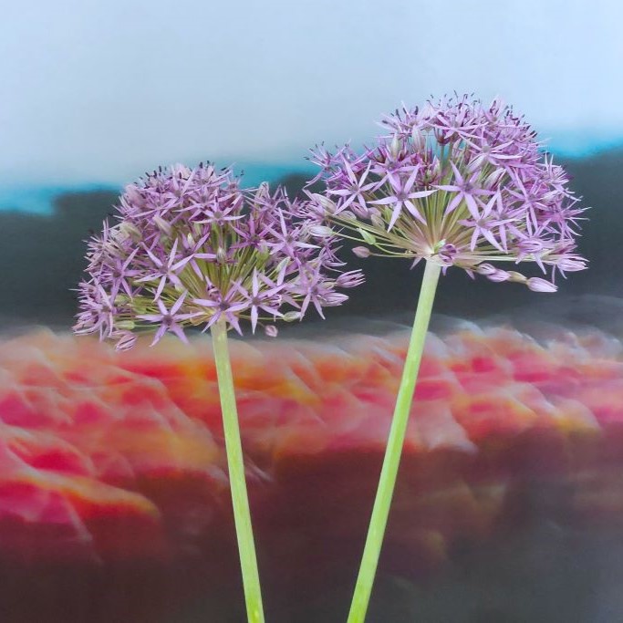 Allium Violet Beauty - ORG